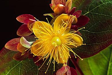 8月30日起暴雪停止出售《守望先锋》补给箱