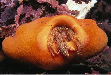 PS5 VRR功能测试：《漫威蜘蛛侠》《瑞奇与叮当》等帧数提升巨大